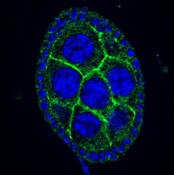 IF of Drosophila ovariole stained with DSHB antibody 3F11 against Ptp69D (green) and DAPI (blue). Image credit: Matthew Sieber, PMID: 39535785, Fig. S2E